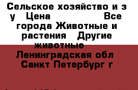 Сельское хозяйство и з/у › Цена ­ 2 500 000 - Все города Животные и растения » Другие животные   . Ленинградская обл.,Санкт-Петербург г.